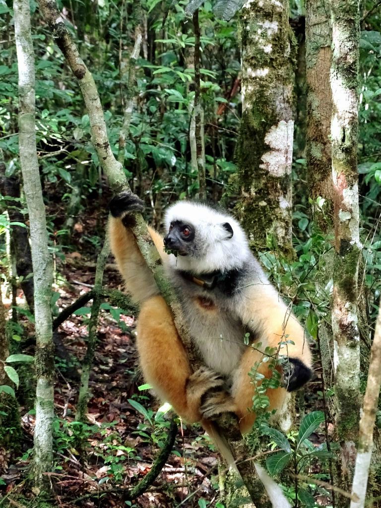 ANDASIBE (LEMUREN EILAND VAN VAKONA PRIVATE RESERVE ) - een diadeemsifaka