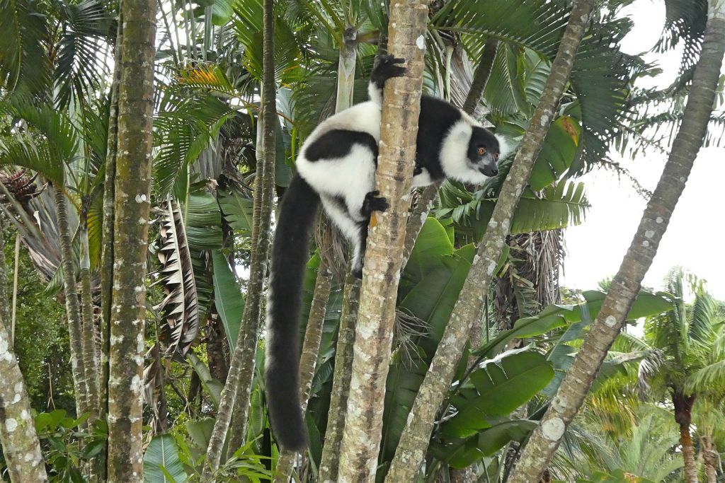 AMPANAKARY (LA PALMARIUM RESERVE) - een bonte maki