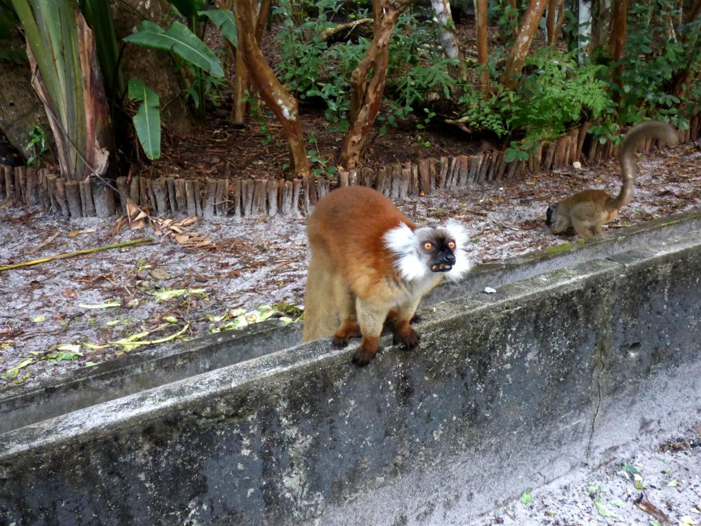 AMPANAKARY (LA PALMARIUM RESERVE) - een moormaki