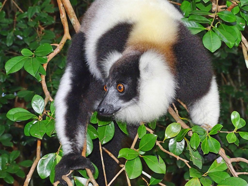 AMPANAKARY (LA PALMARIUM RESERVE) - een bonte maki