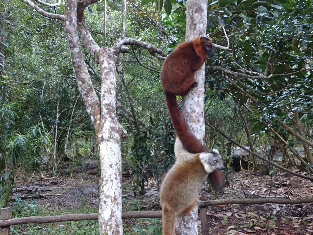 AMPANAKARY (LA PALMARIUM RESERVE) - twee hybrid gekroonde zwarte lemuren