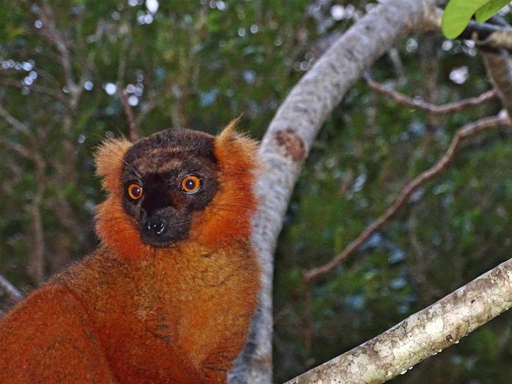 AMPANAKARY (LA PALMARIUM RESERVE) - een hybrid gekroonde zwarte lemur