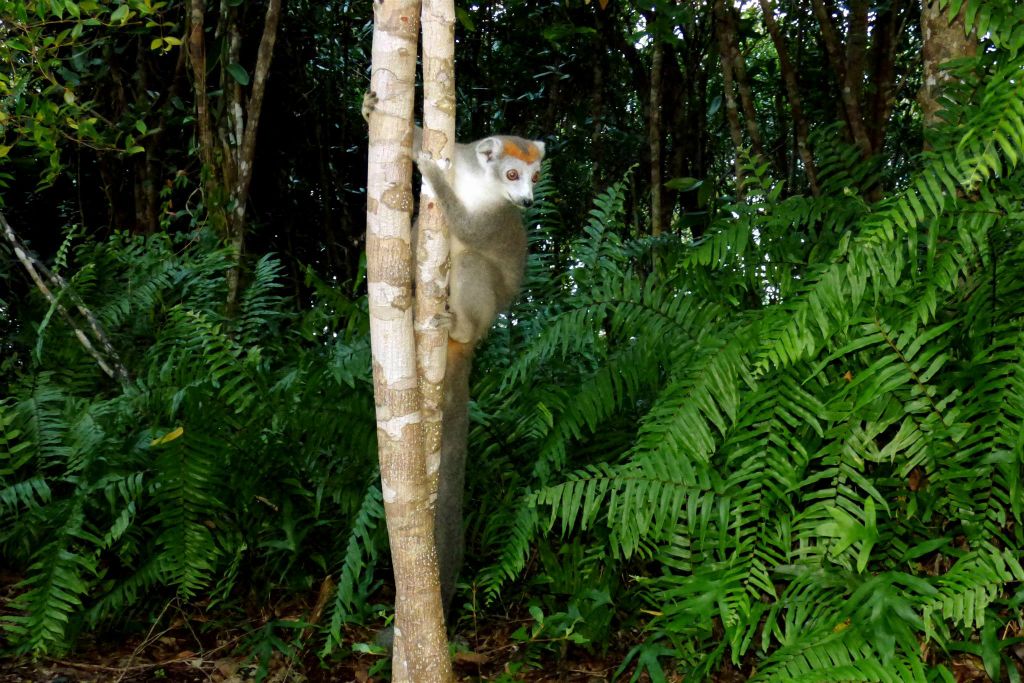 AMPANAKARY (LA PALMARIUM RESERVE) - een kroonmaki