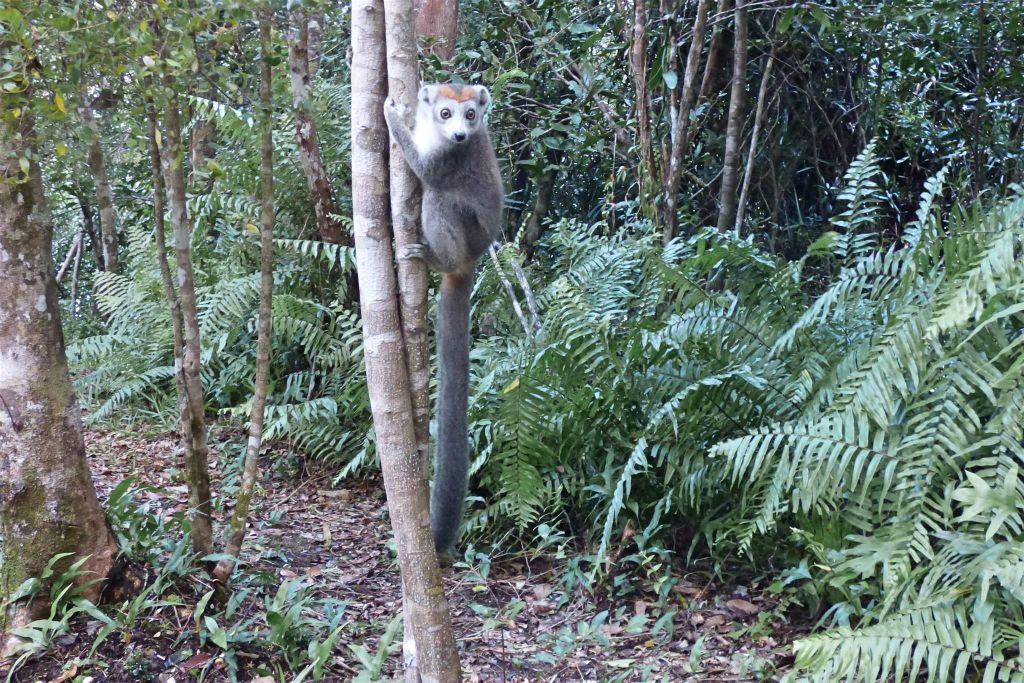 AMPANAKARY (LA PALMARIUM RESERVE) - een kroonmaki