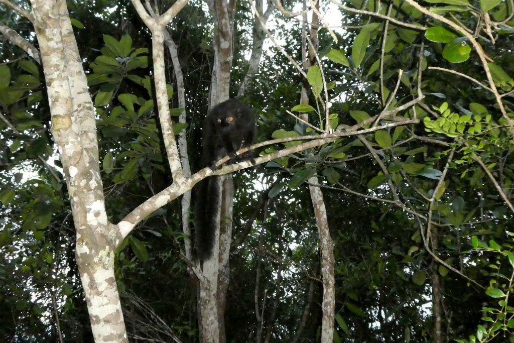 AMPANAKARY (LA PALMARIUM RESERVE) - een moormaki