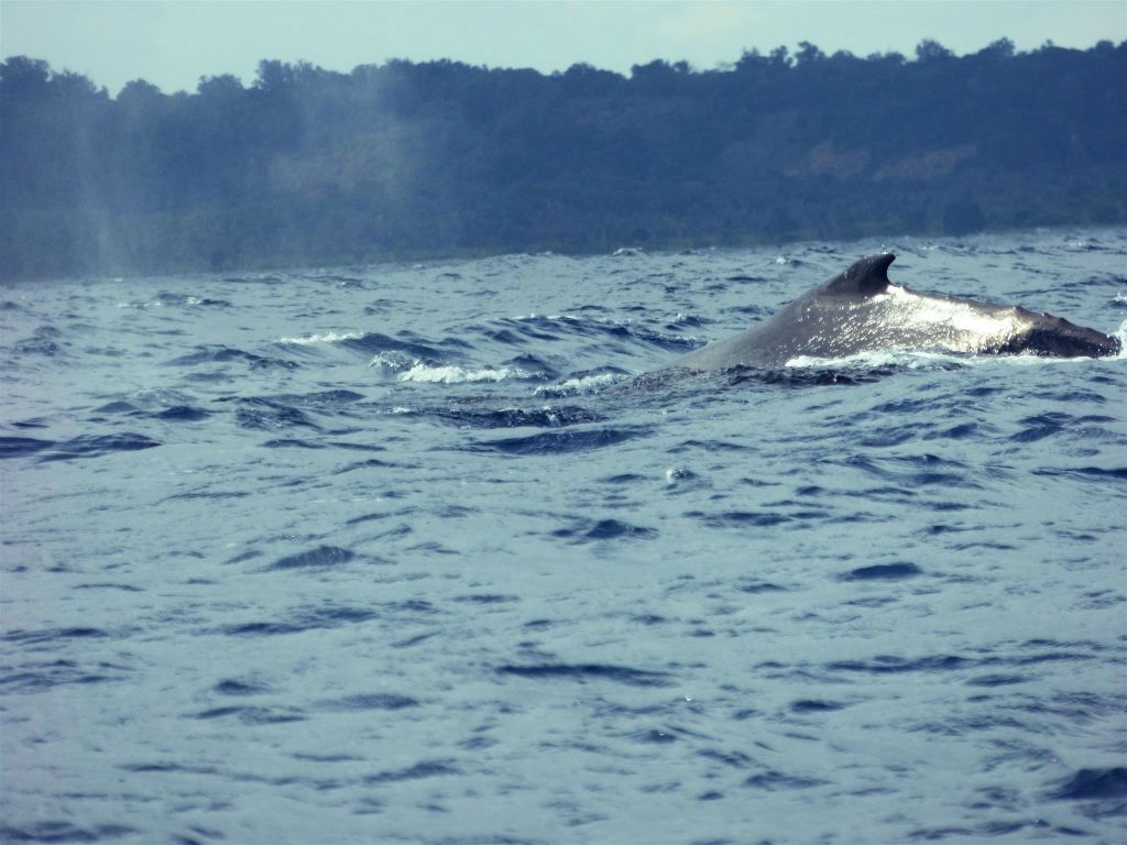 ÎLE SAINTE-MARIE - een bultrugwalvis