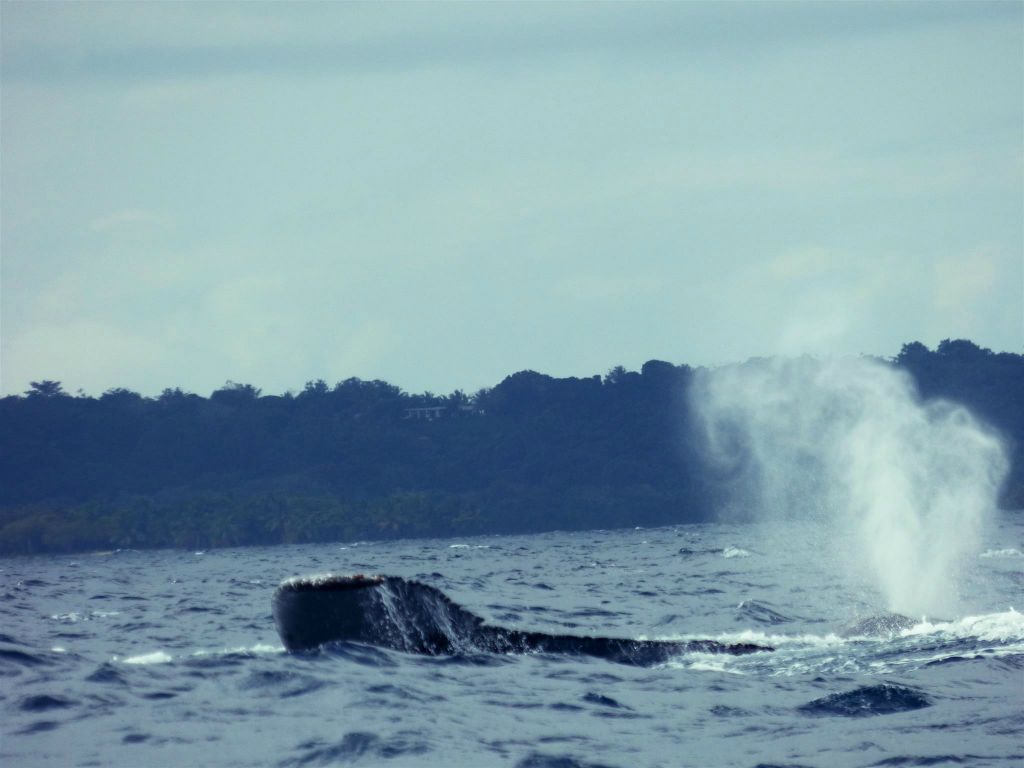 ÎLE SAINTE-MARIE - een bultrugwalvis