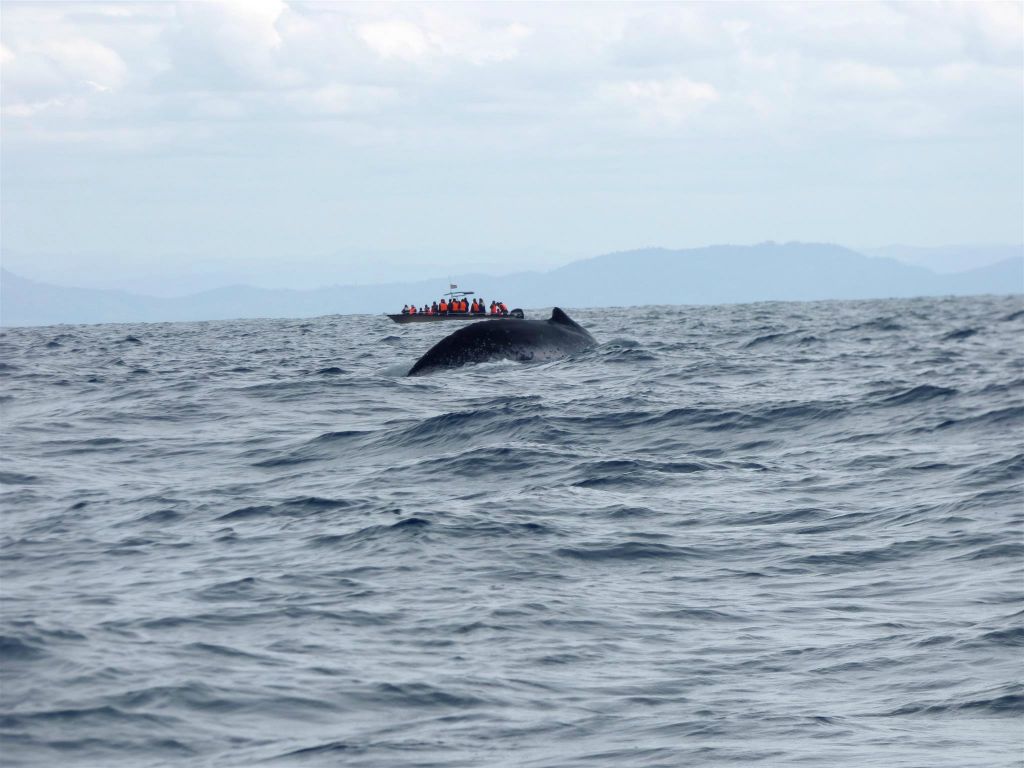 ÎLE SAINTE-MARIE - een bultrugwalvis