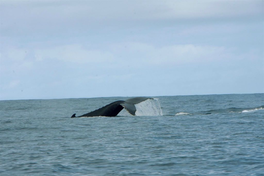 ÎLE SAINTE-MARIE - een bultrugwalvis