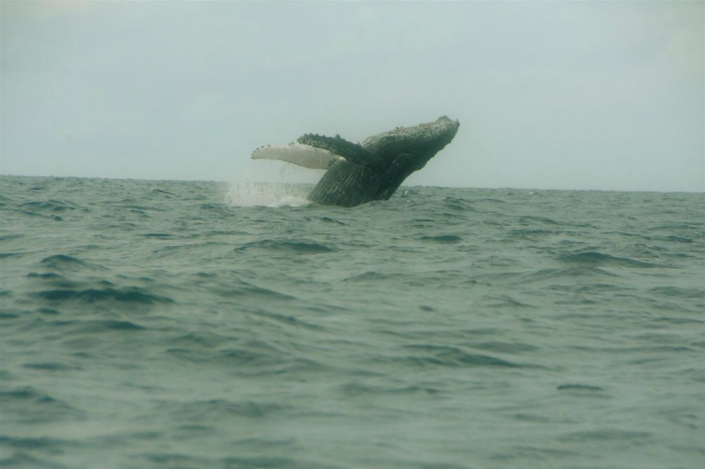 ÎLE SAINTE-MARIE - een bultrugwalvis