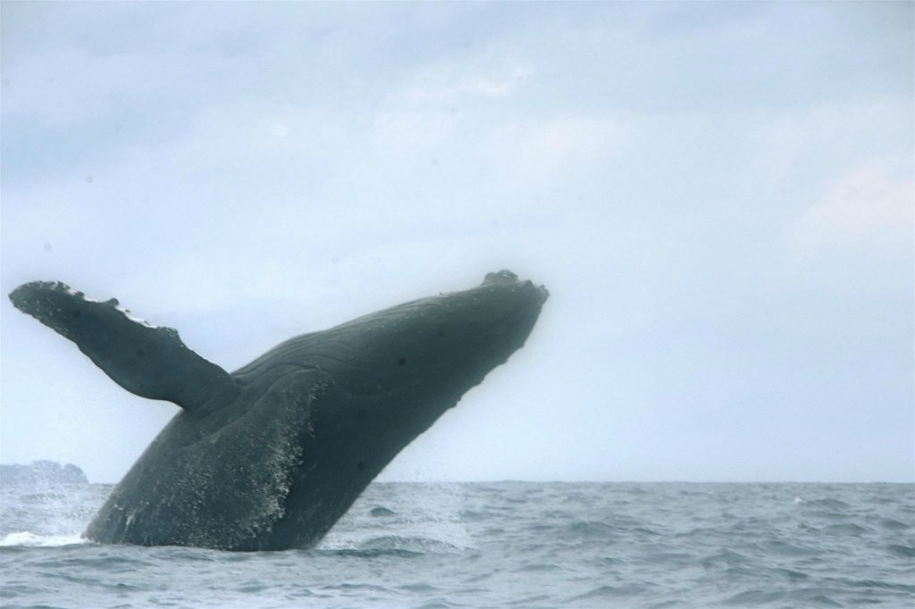 ÎLE SAINTE-MARIE - een bultrugwalvis