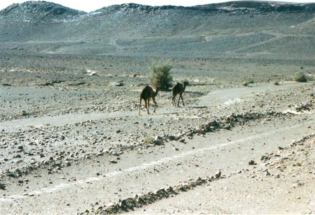 ERFOUD -> ZAGORA - twee dromedarissen