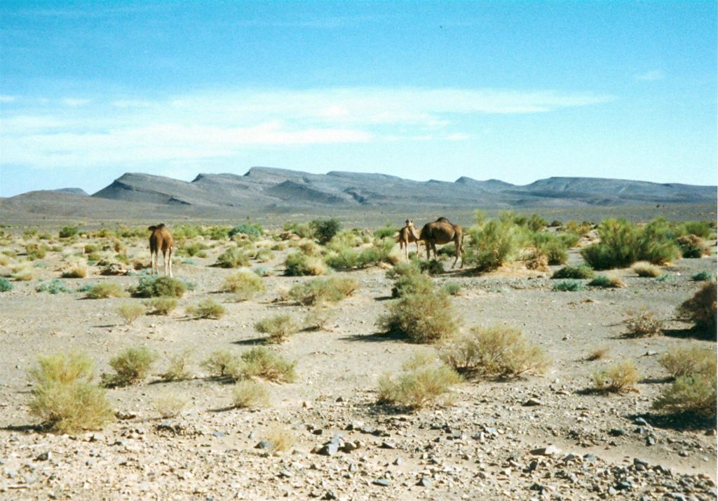 ERFOUD -> ZAGORA - enkele dromedarissen