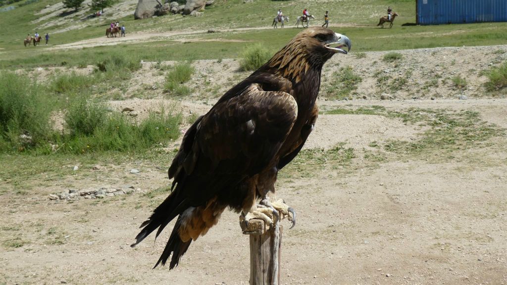 GORKHI TERELJ NATIONAL PARK - een steenarend