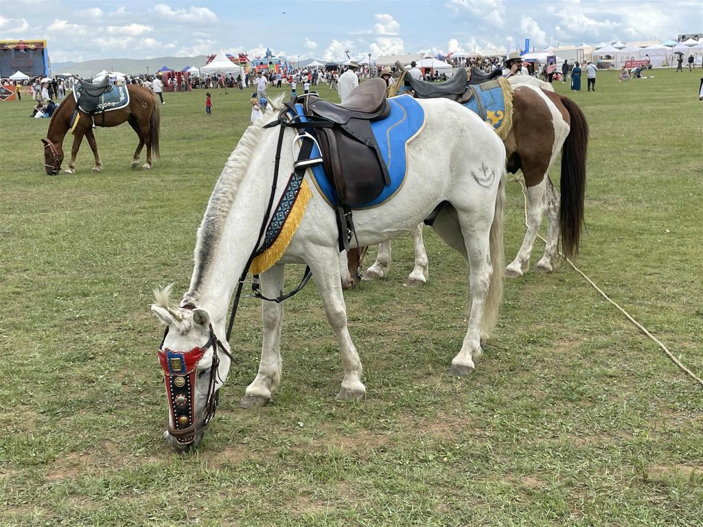 ULAANBAATAR - een paard tijdens de Naadam festival paardenrace