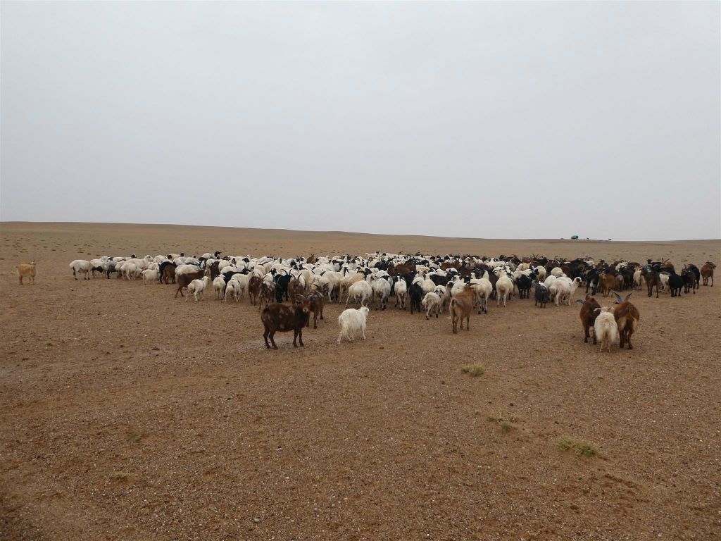 ULAANBAATAR -> TSAGAAN SUVARGA - een kudde schapen en geiten
