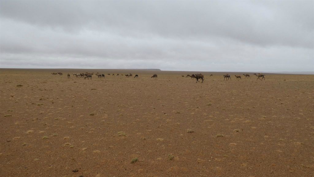 ULAANBAATAR -> TSAGAAN SUVARGA - een kudde kamelen