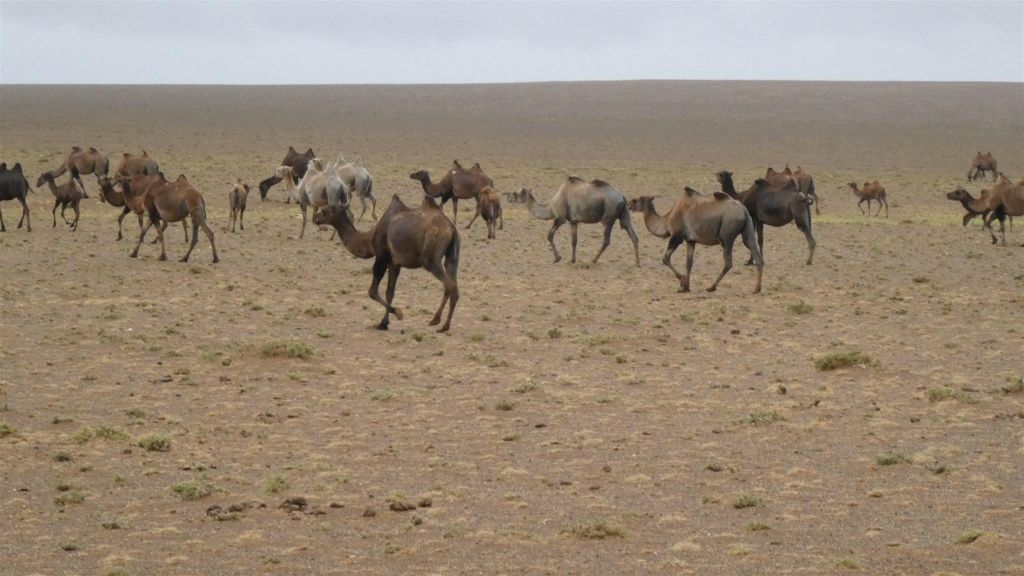 ULAANBAATAR -> TSAGAAN SUVARGA - een kudde kamelen