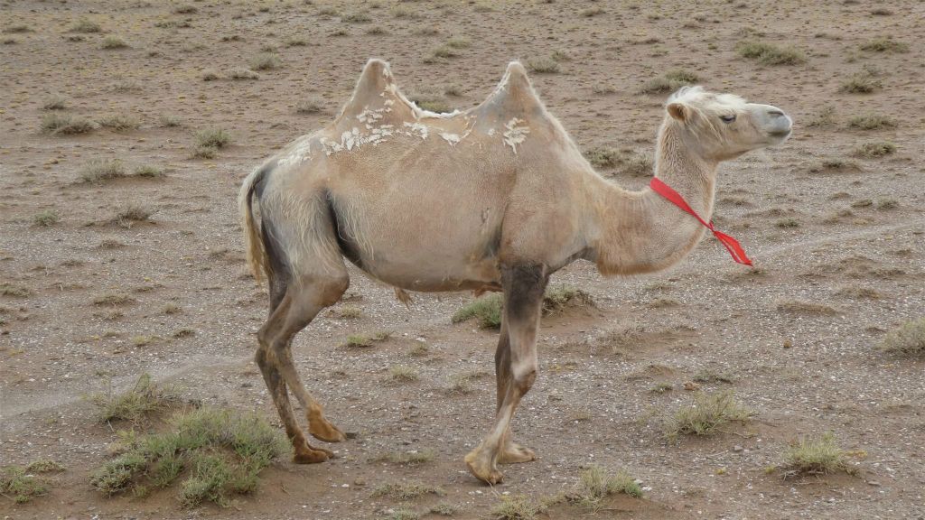 TSAGAAN SUVARGA - een kameel