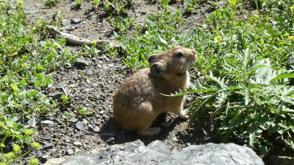 GURVAN SAIKHAN NATIONAAL PARK - een pika bij de Yolyn Am-ijsvallei