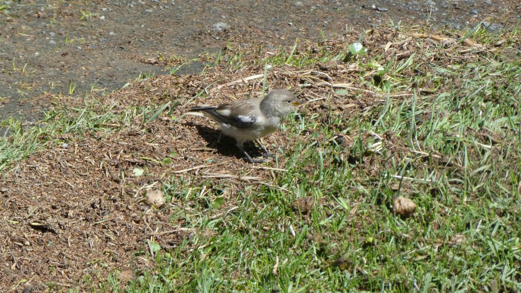 GURVAN SAIKHAN NATIONAAL PARK - een vogel bij de Yolyn Am-ijsvallei