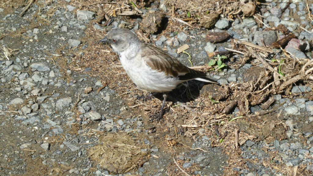GURVAN SAIKHAN NATIONAAL PARK - een vogel bij de Yolyn Am-ijsvallei