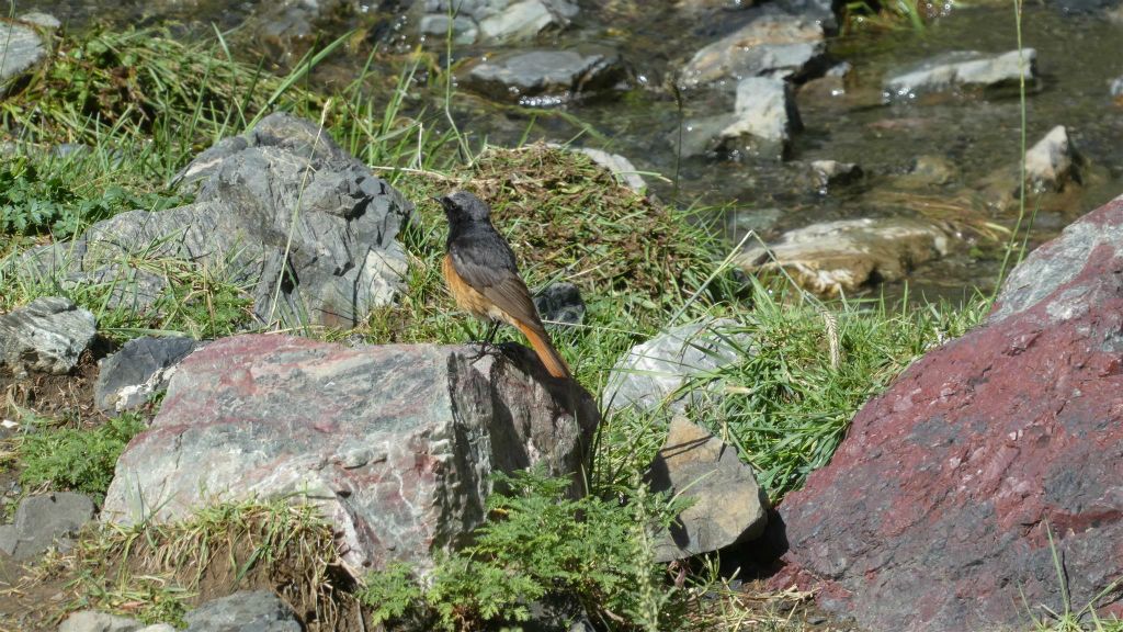 GURVAN SAIKHAN NATIONAAL PARK - een vogel bij de Yolyn Am-ijsvallei
