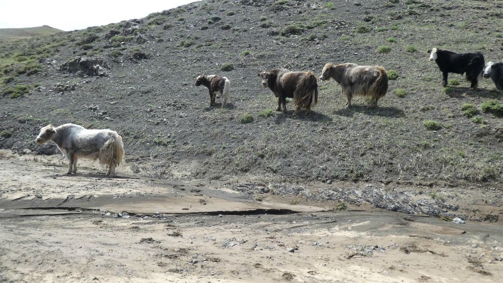 GURVAN SAIKHAN NATIONAAL PARK -> KHONGORYN ELS - enkele yaks
