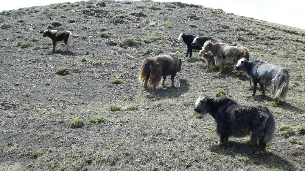 GURVAN SAIKHAN NATIONAAL PARK -> KHONGORYN ELS - enkele yaks