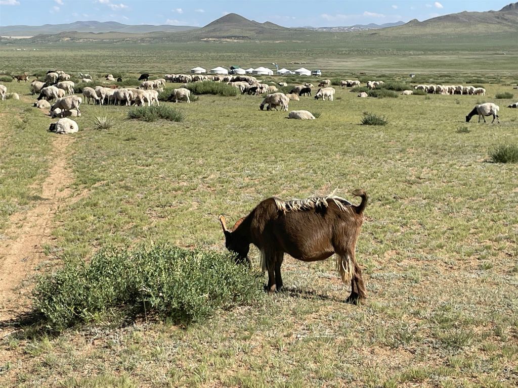 KHOGNO KAAN - een kudde schapen en geiten