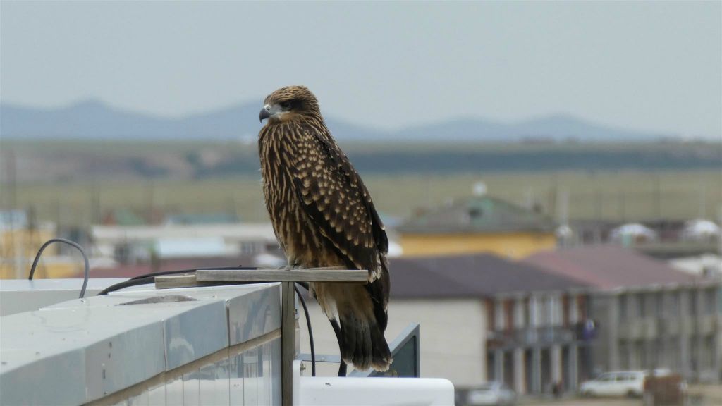 KHARAKORUM - een roofvogel