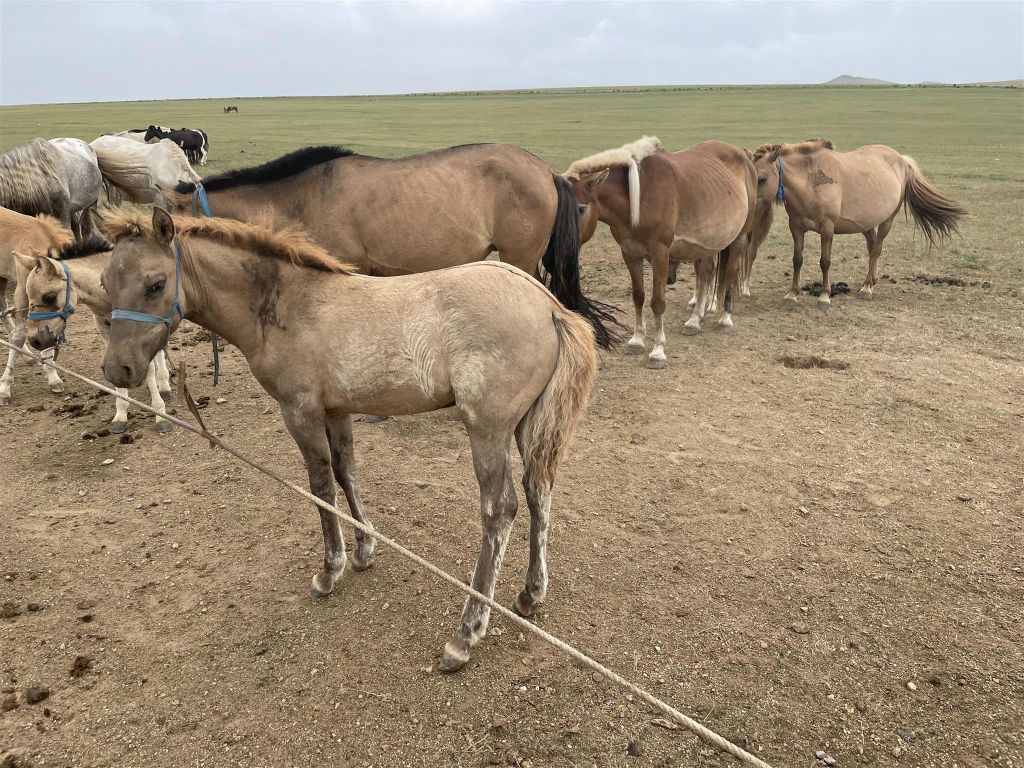 KHARAKORUM - enkele paarden van de familie