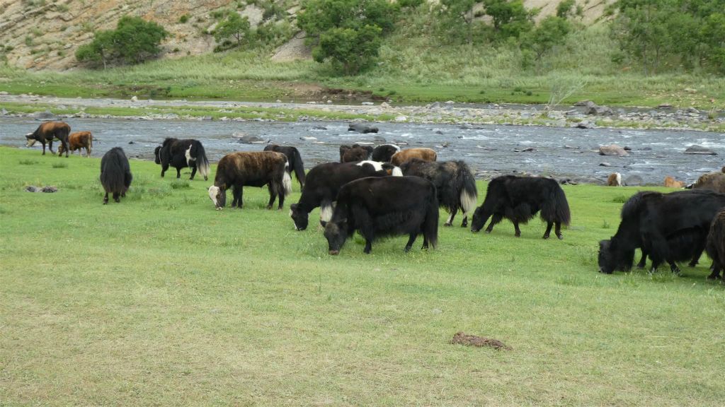 ORKHONVALLEI - een kudde yaks