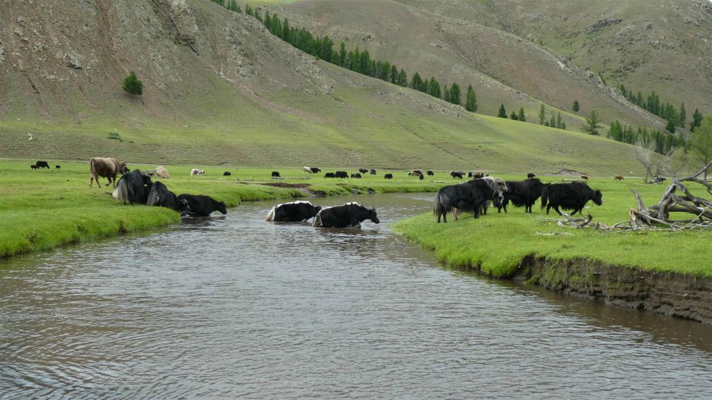 ORKHONVALLEI -> TSENKHER HOT SPA - een kudde yaks