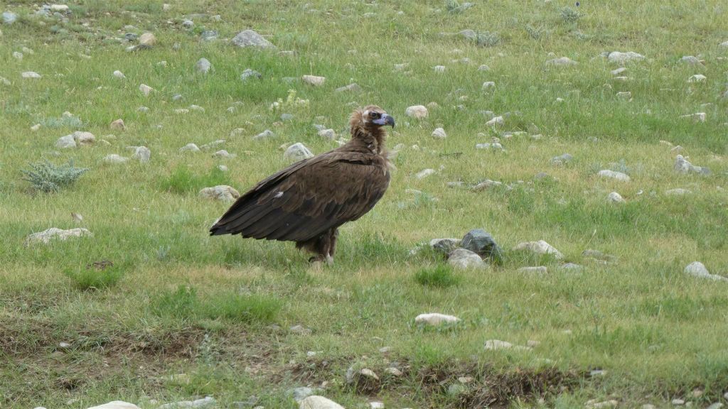 KHORGO TERKHIIN TSAGAAN NUUR NATIONAAL PARK -> SHINE IDER - een monniksgier