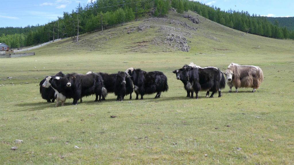 SHINE IDER - een aantal yaks