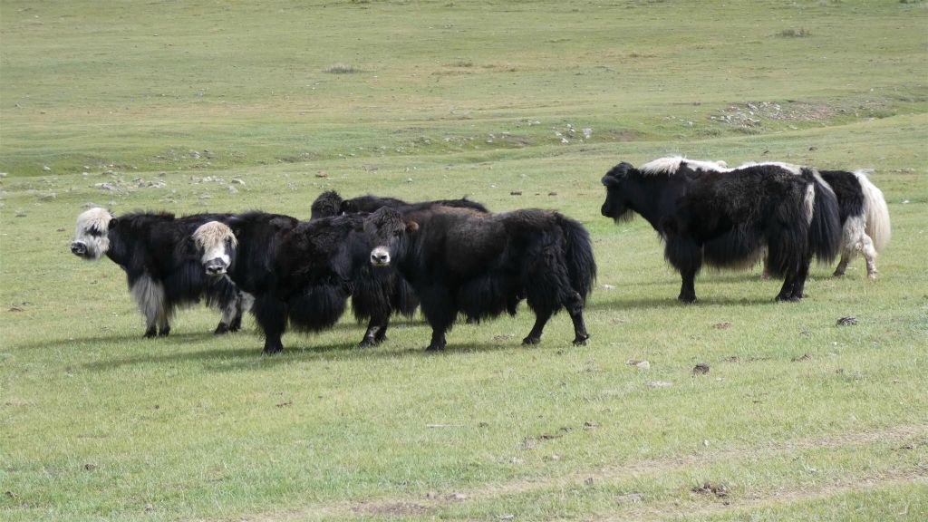 SHINE IDER - een aantal yaks
