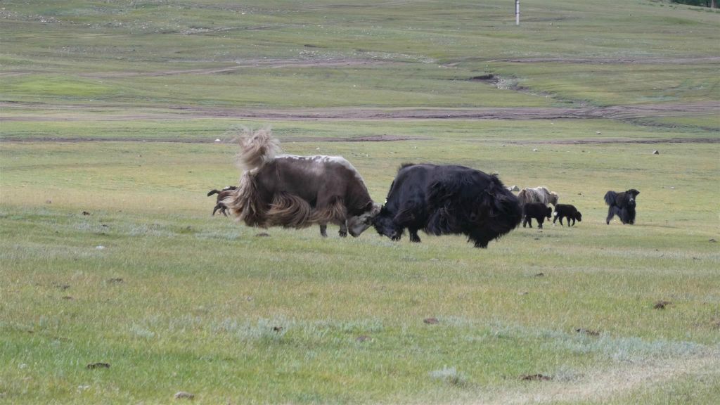 SHINE IDER - twee stieren yaks aan het vechten