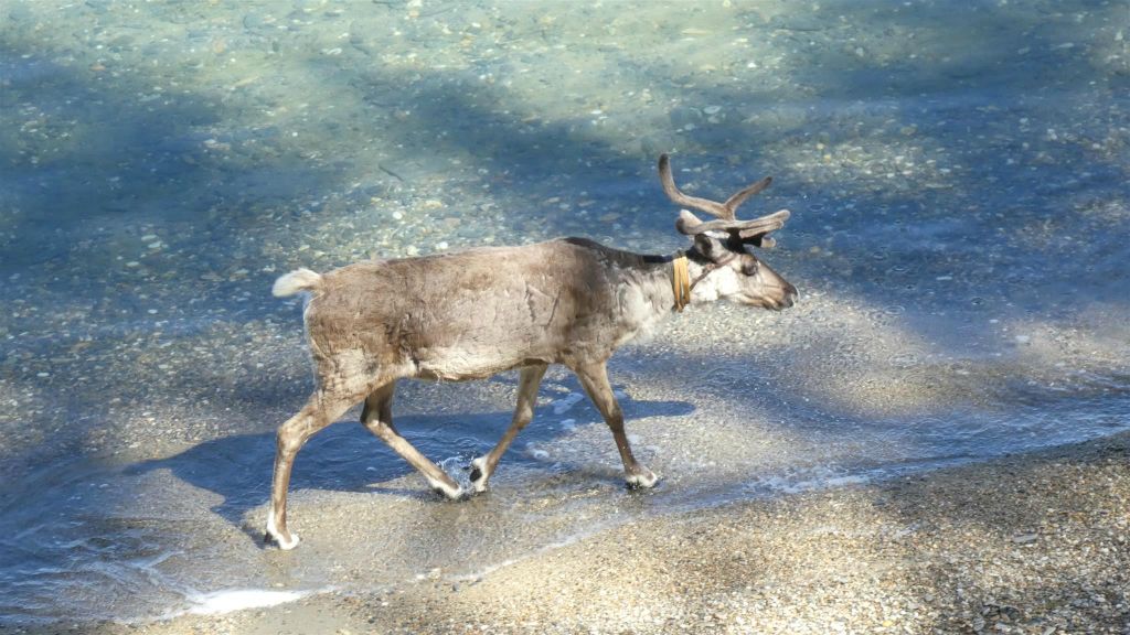 KHÖVSGÖL NUUR NATIONAAL PARK - een rendier