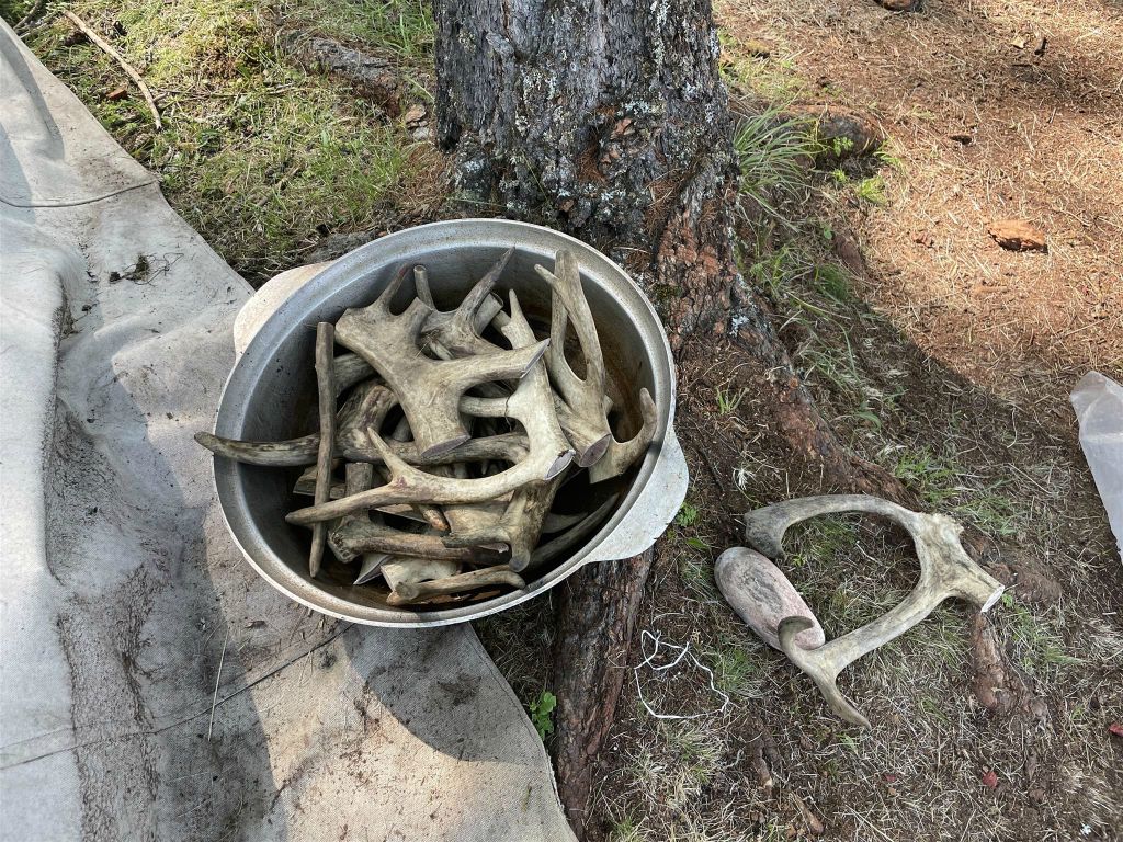KHÖVSGÖL NUUR NATIONAAL PARK - een aantal rendier geweien
