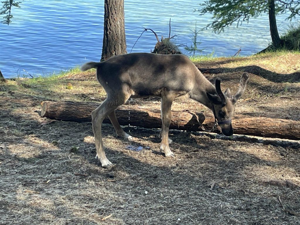 KHÖVSGÖL NUUR NATIONAAL PARK - een rendier