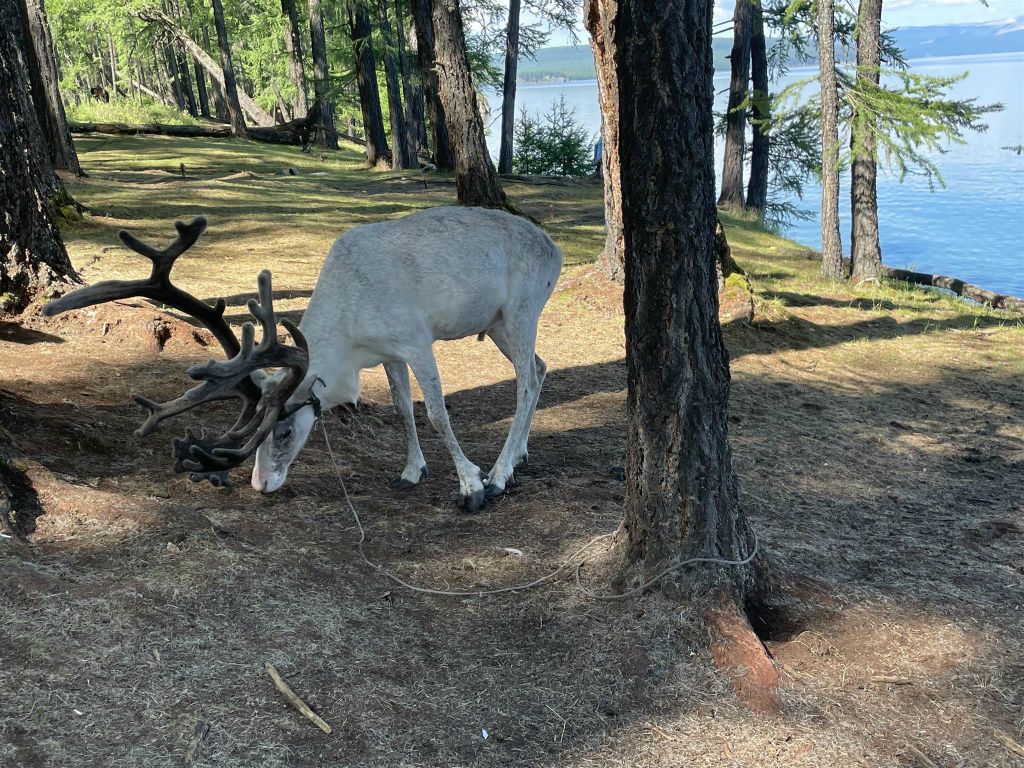 KHÖVSGÖL NUUR NATIONAAL PARK - een rendier