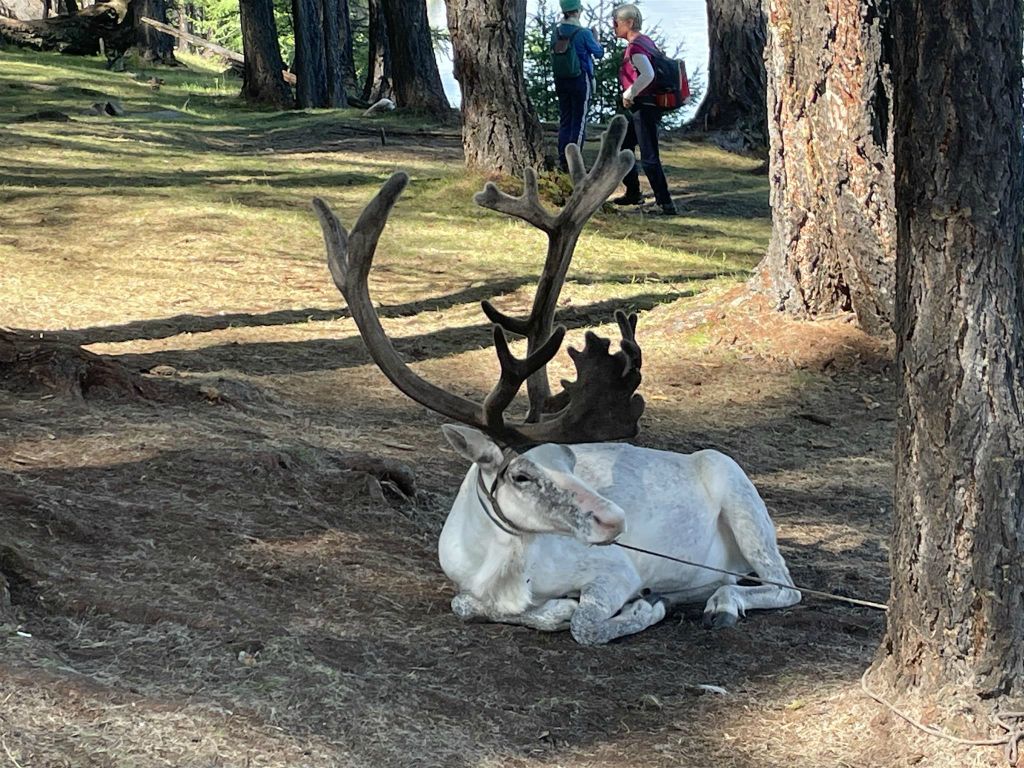 KHÖVSGÖL NUUR NATIONAAL PARK - een rendier