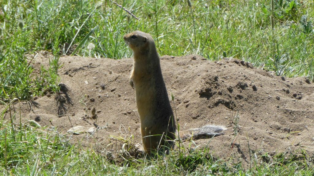 KHÖVSGÖL NUUR NATIONAAL PARK - een langstaartgrondeekhoorn