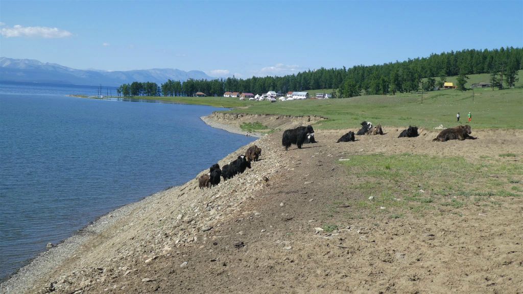 KHÖVSGÖL NUUR NATIONAAL PARK - een aantal yaks bij het Khövsgölmeer