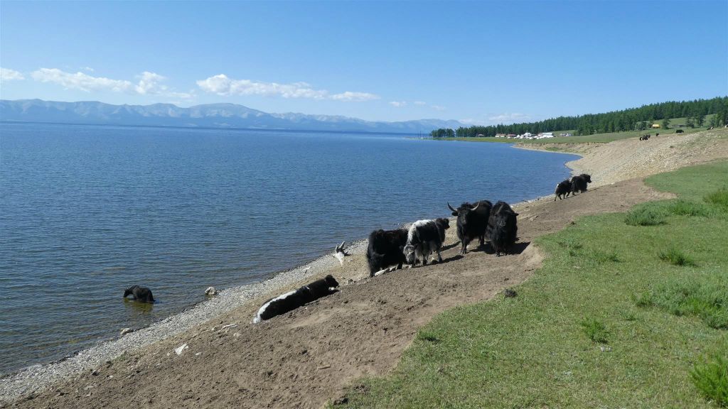 KHÖVSGÖL NUUR NATIONAAL PARK - een aantal yaks bij het Khövsgölmeer