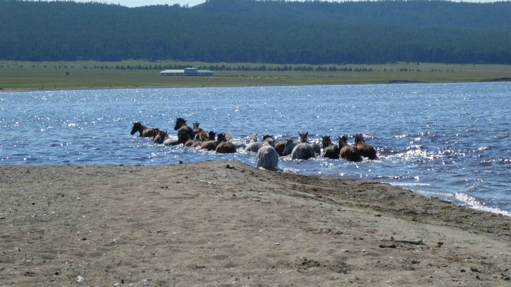 KHÖVSGÖL NUUR NATIONAAL PARK - een kudde paarden bij het Khövsgölmeer