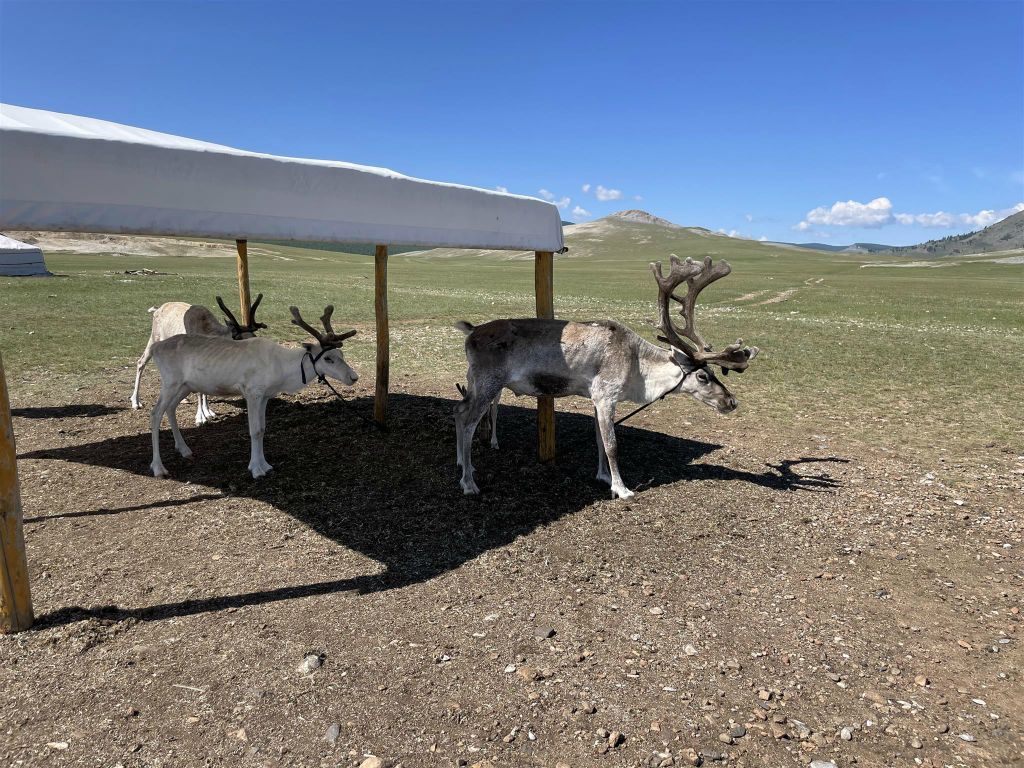 KHÖVSGÖL NUUR NATIONAAL PARK -> URAN TOGOO - een aantal rendieren