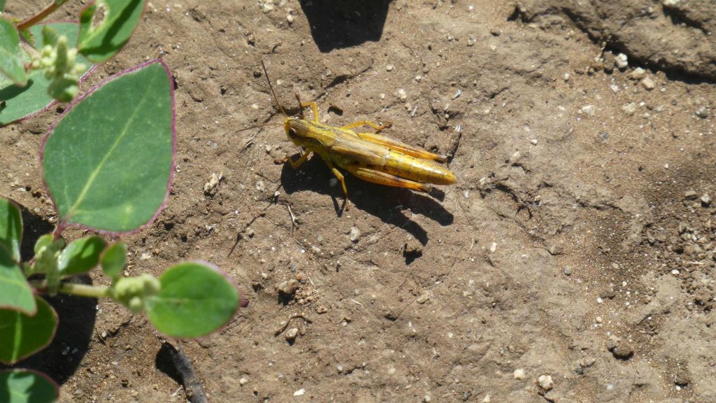 AMARBAYASGALANT URGUU - een gele sprinkhaan