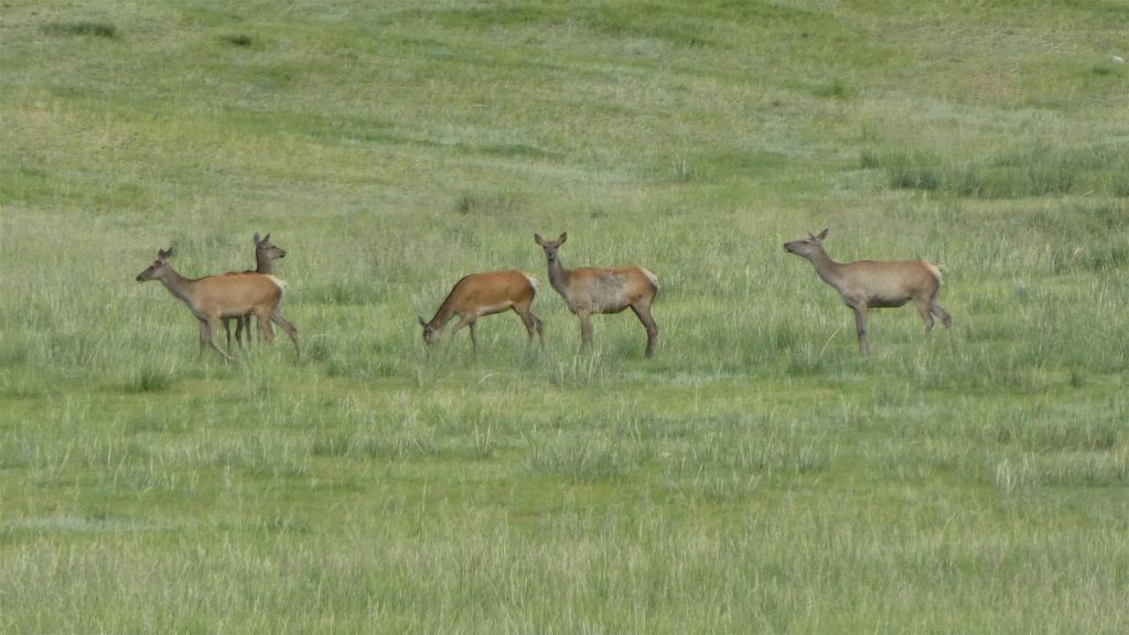 HUSTAI NATIONAAL PARK - enkele herten